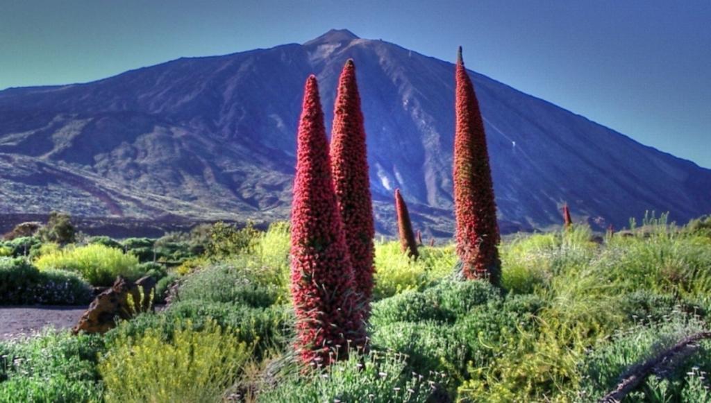 Marody Tenerife House เอลเมดาโน ภายนอก รูปภาพ